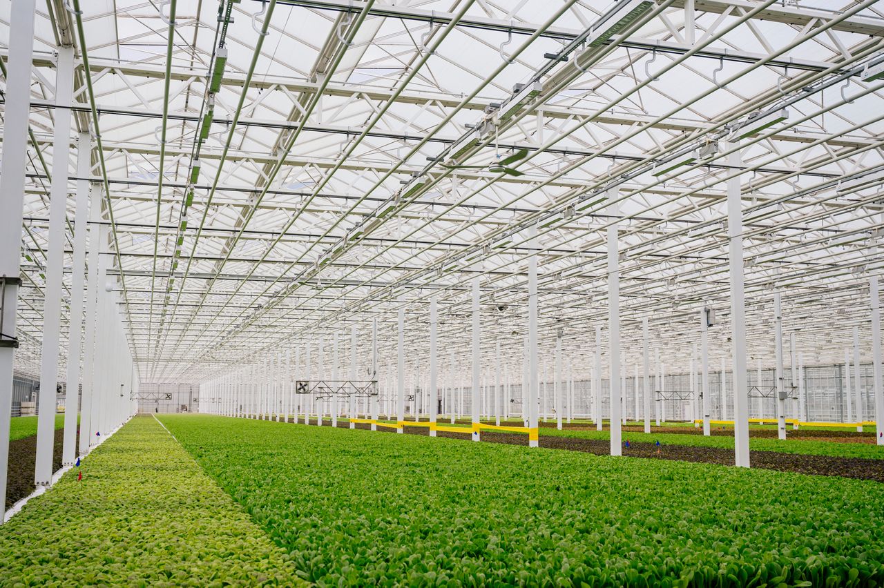 an interior shot of the salmon farm