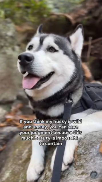 Luka and Sosa’s failed escape plan, hilarious husky moments