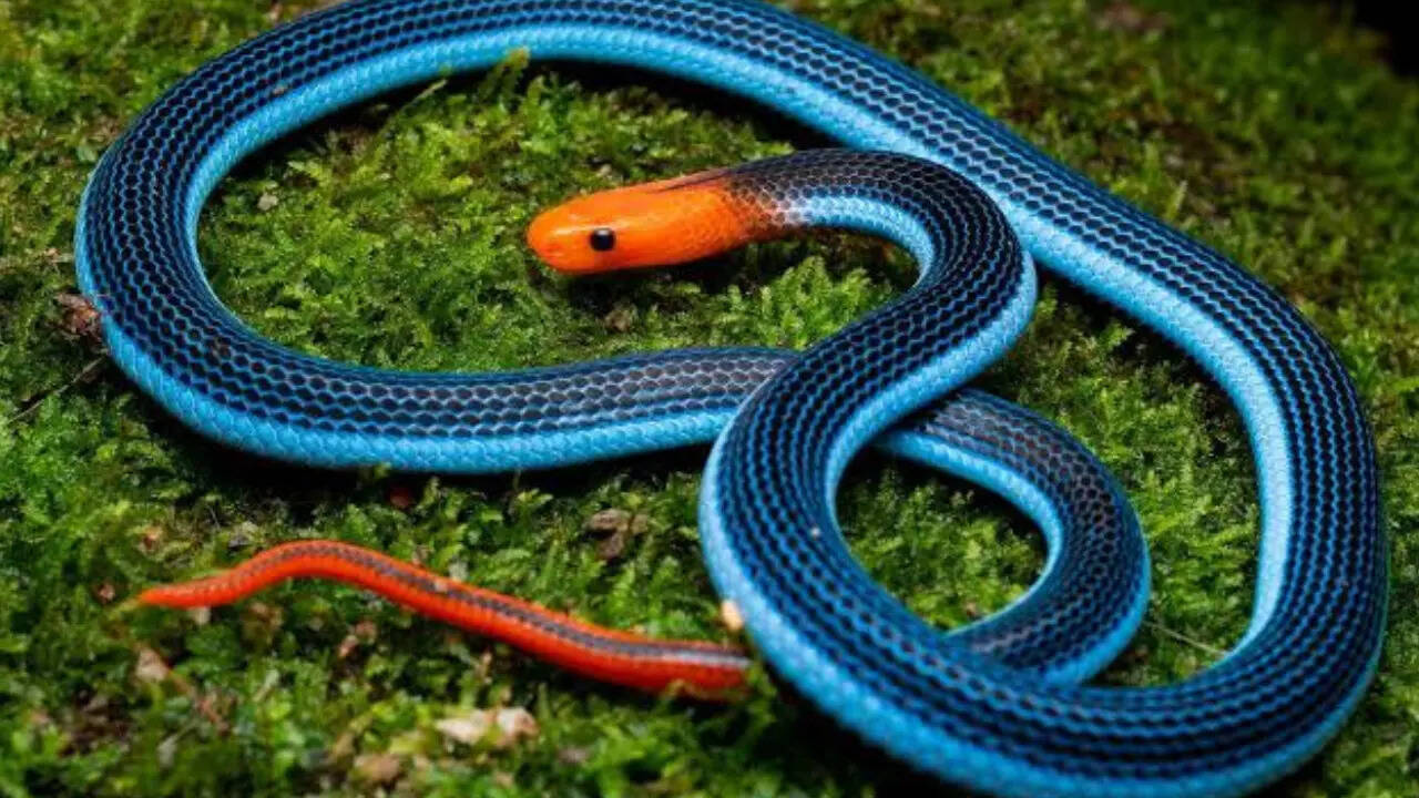 Snakes with the most vibrant colours and patterns in the animal kingdom