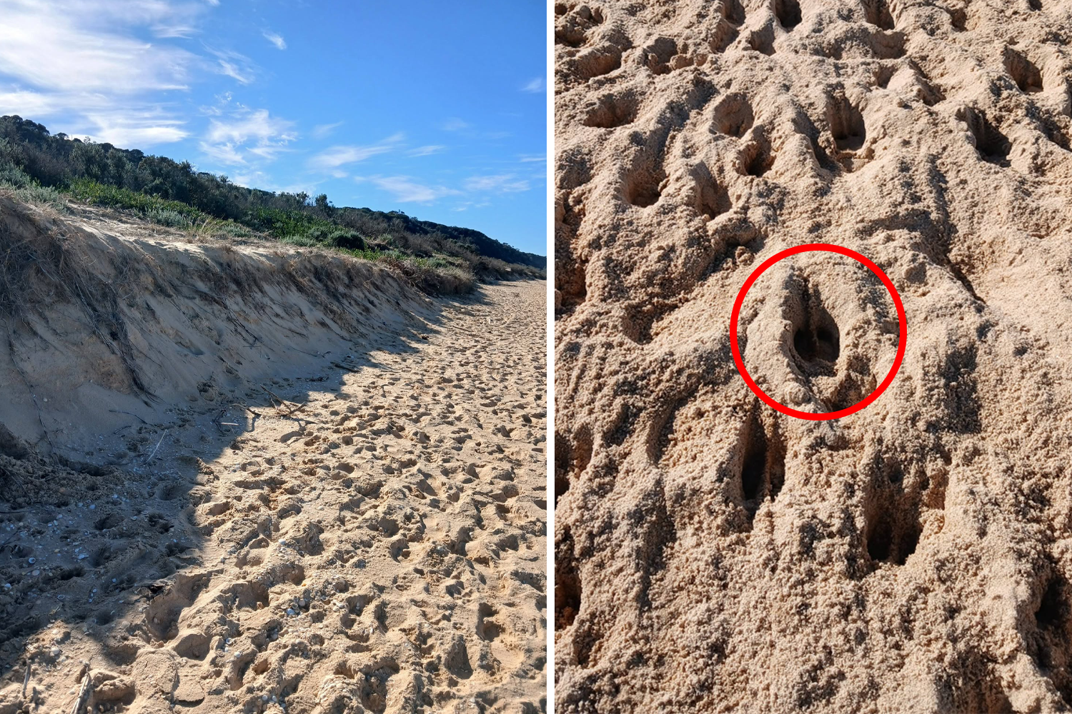Coastline trashed by 'cane toad of the south' as state overrun: 'Leaking across border'