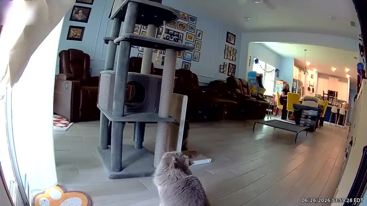 Cat tries to jump onto cat tree but fails