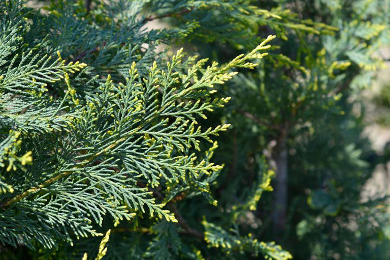 Four invasive plants to never grow or risk reducing your home's value