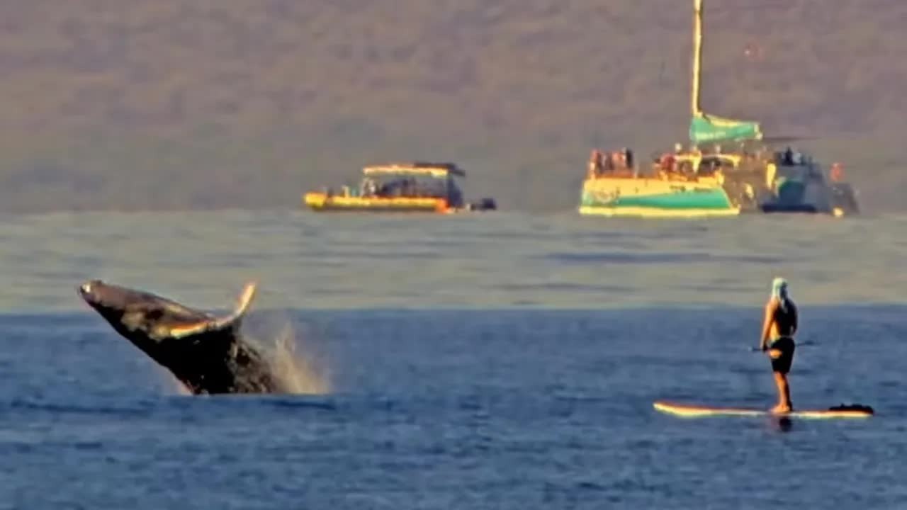 Watch a baby humpback breach as paddleboarders float nearby