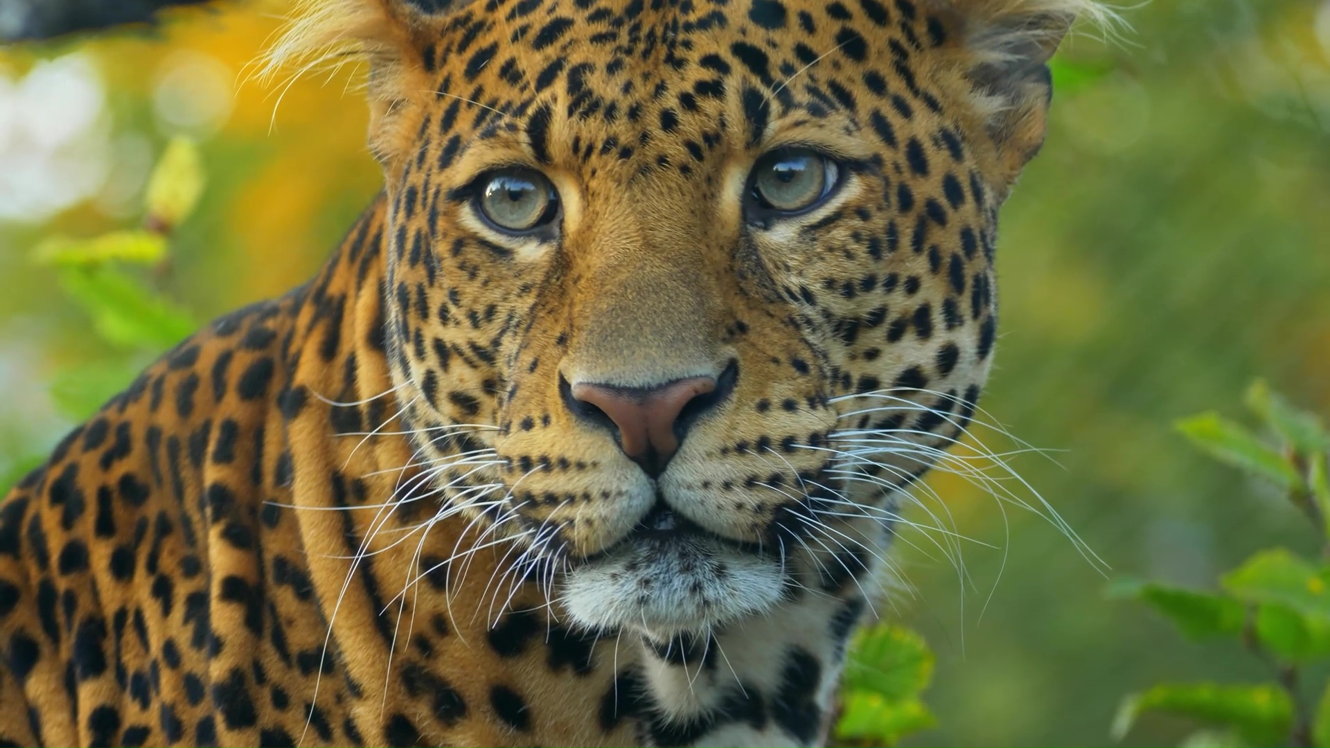 Prey Animals Examples