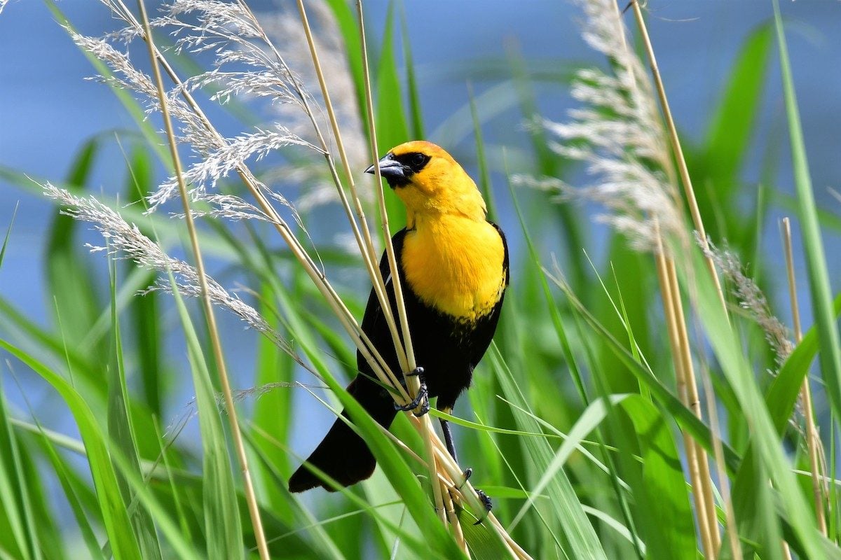 Captured this shot of this of this Yellow-headed Blackbird in the reeds along the shore of Patterson Lake near Dickinson; ND. I love to hear them sing and see how the yellow head really shows up well when looking for them. One of my favorite birds to get pictures of that hang around water.