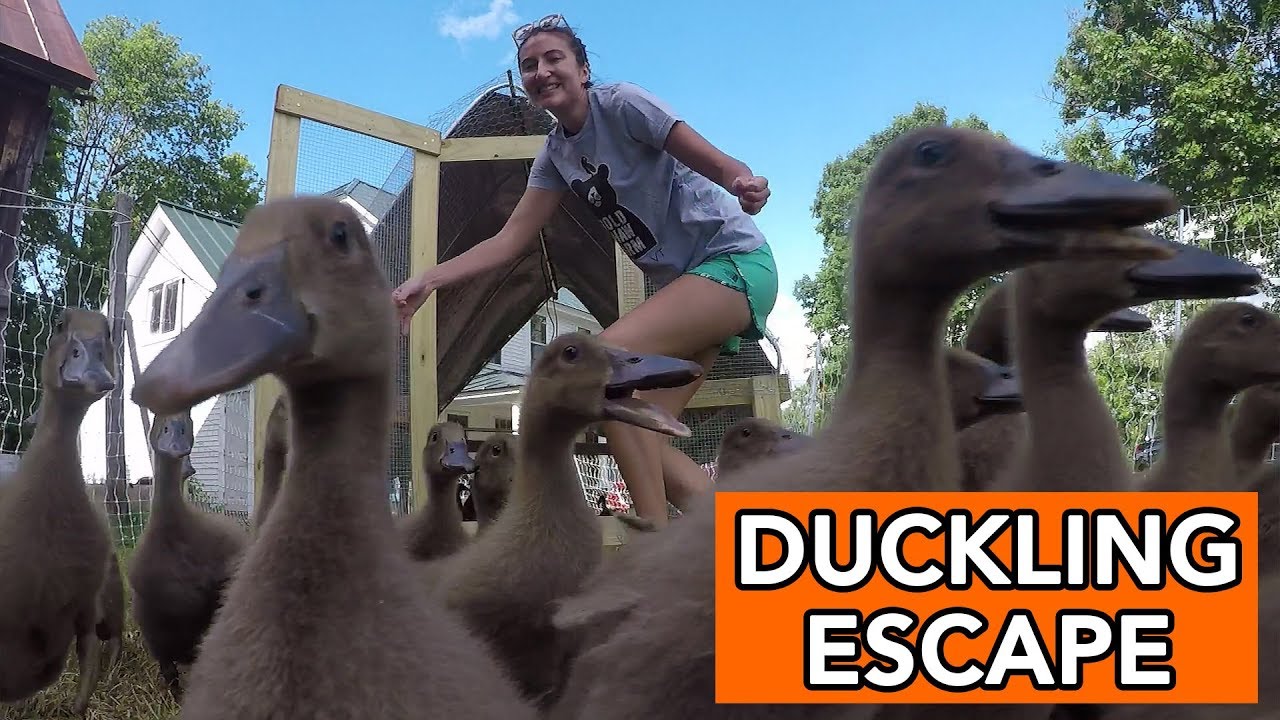 Ducks enjoy a chaotic and splashy pool party on a farm