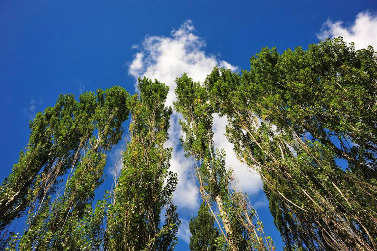 Four plants and trees to never grow in your garden or risk devaluing ...