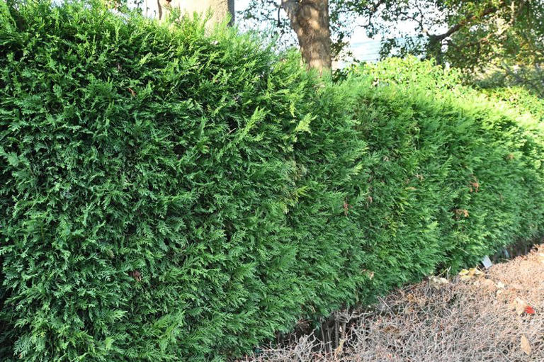 Four plants and trees to never grow in your garden or risk devaluing ...