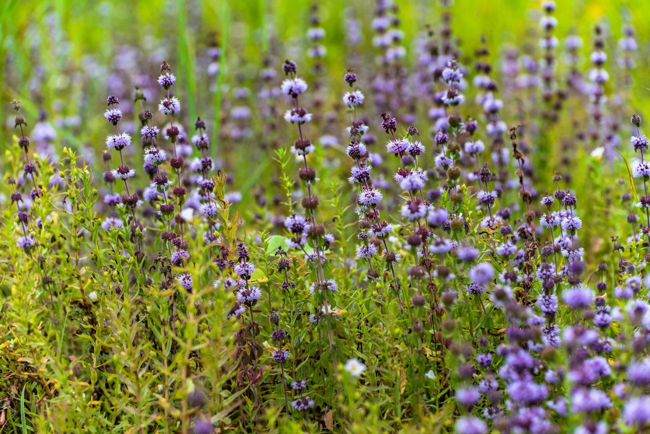 Pennyroyal plants displaying small flowering spikes