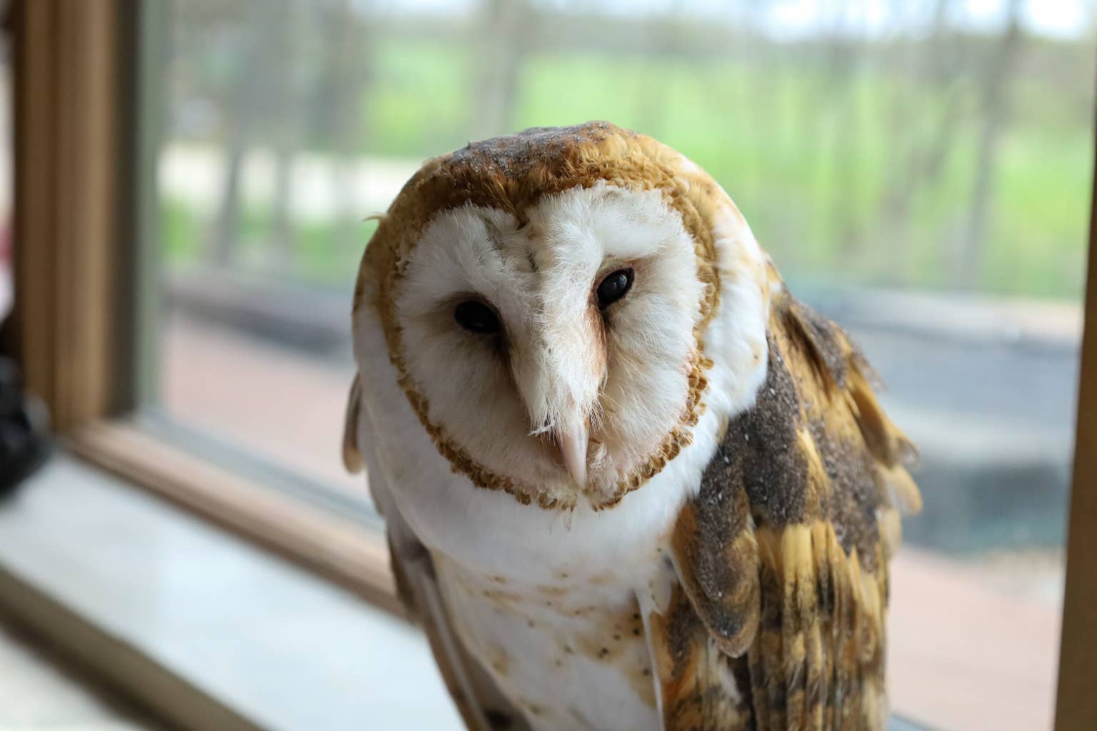 A Pet Barn Owl Escaped During a Heatwave and Turned Up in a Neighbor's Bedroom Looking Right at Home