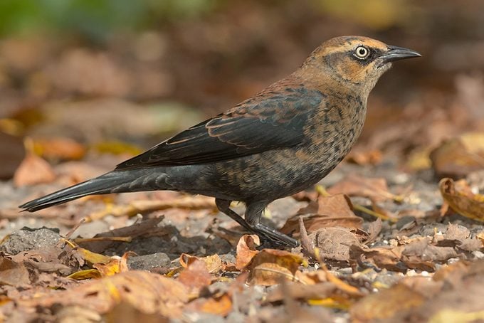 Rusty Blackbird