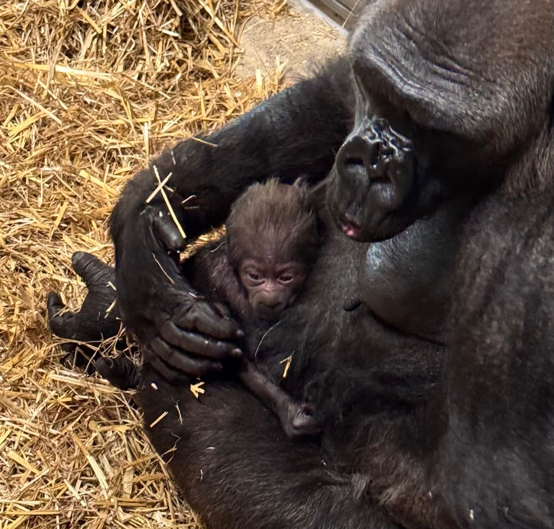 Detroit Zoo welcomes baby gorilla girl