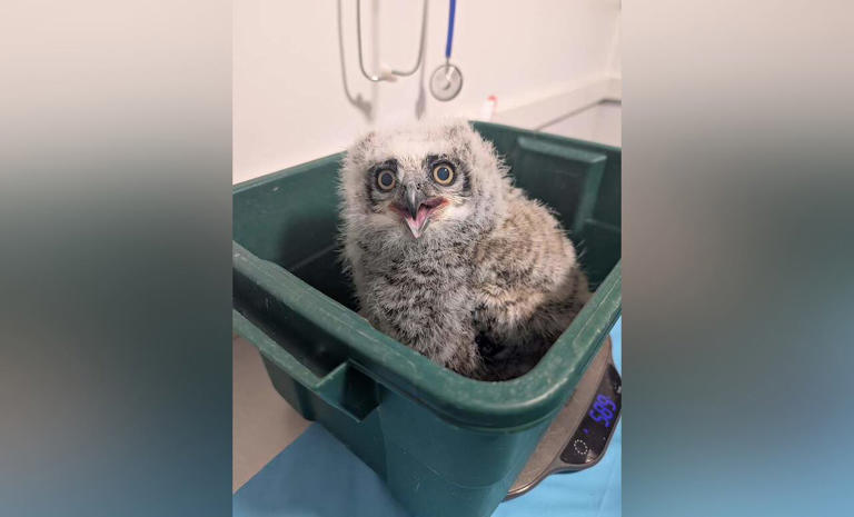 Saskatchewan's only veterinary college will stop treating wildlife ...