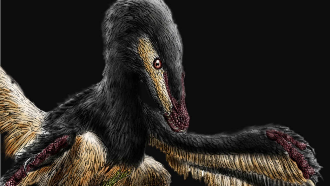 A feathered cousin of Velociraptor may have glided on four wings to hunt birds