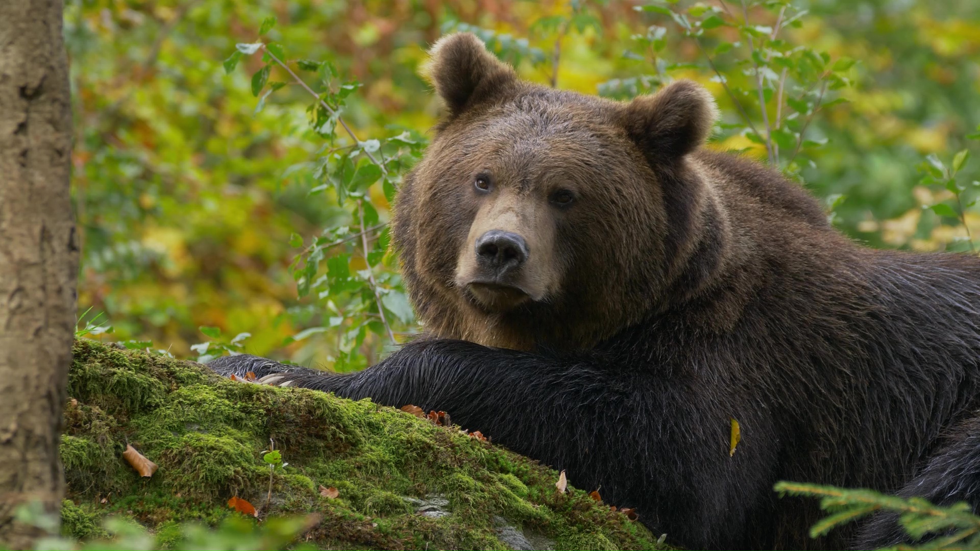 A brown bear quietly scans its surroundings