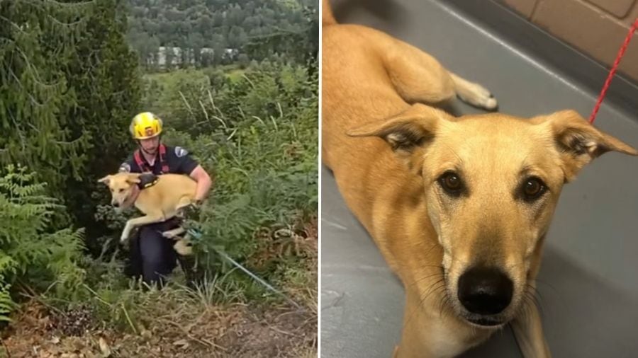 Pierce County deputies rescue dog that fell 40 feet down cliff