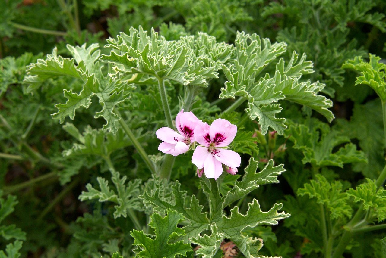 'Sweet Mimosa' rose-scented geranium