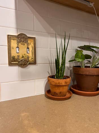 Potted plants on a countertop beside an ornate light switch with a brass design on a tiled wall