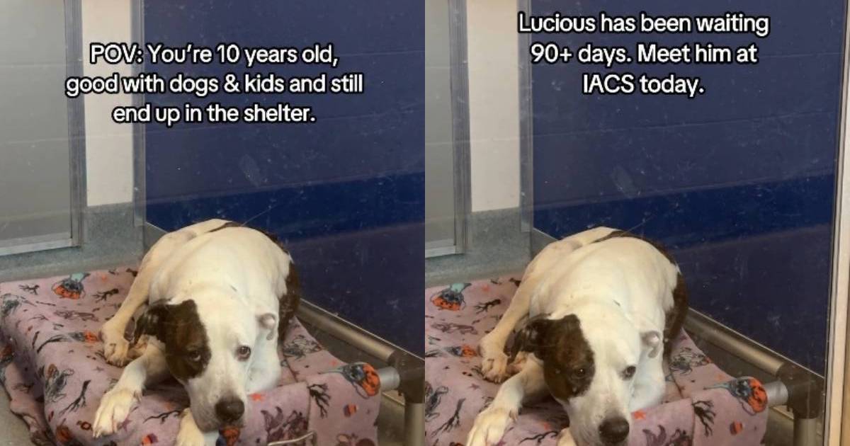 Senior Dog Slowly Loses Hope in a Quiet Shelter Corner When All He Wants Is To Be Understood