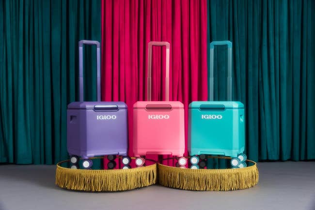 Three Igloo rolling coolers in purple, pink, and teal