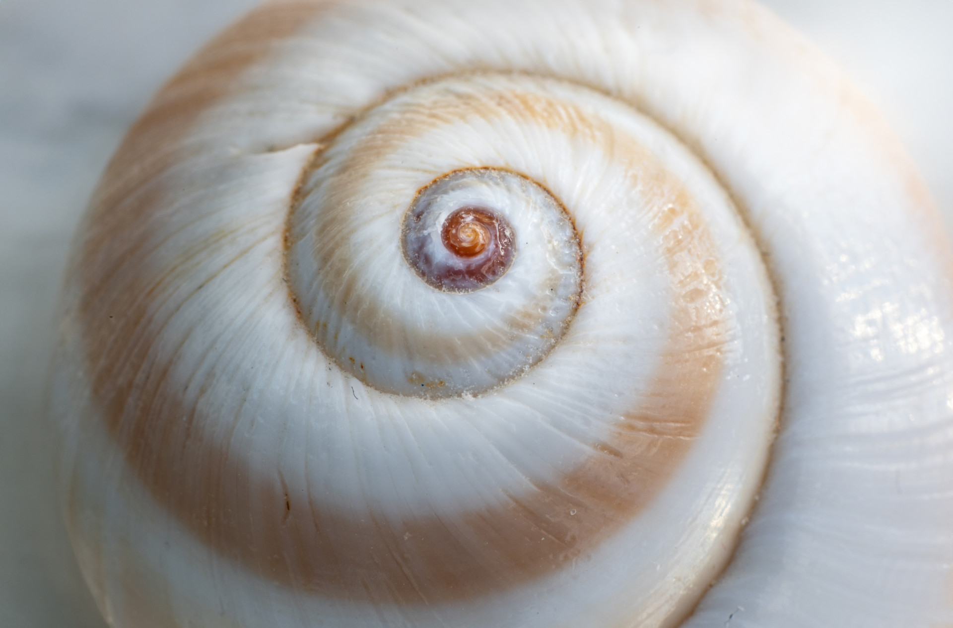 The weirdest things ever found inside the human body