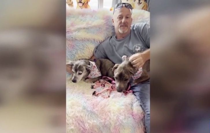 Senior beagle reunited with family after 10 years apart