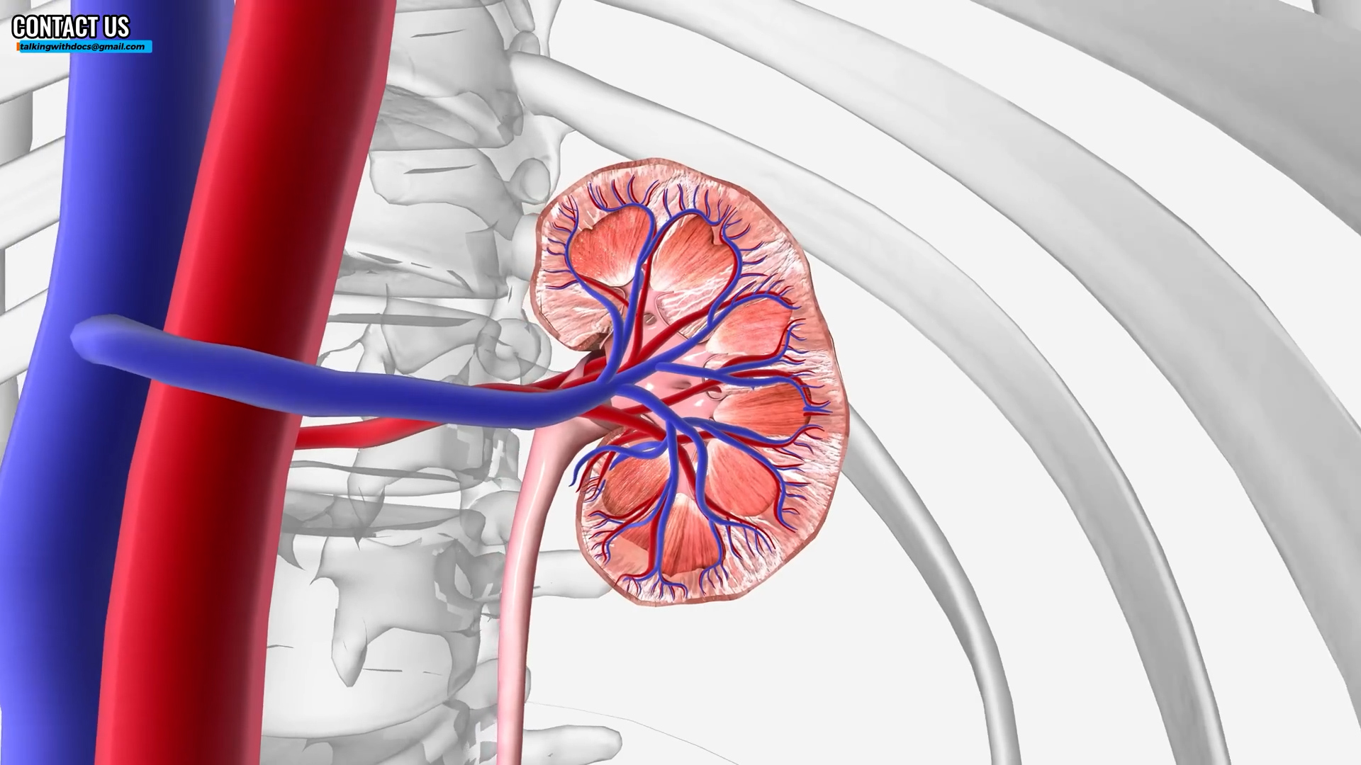 Can you safely take ibuprofen with kidney disease? A nephrologist explains
