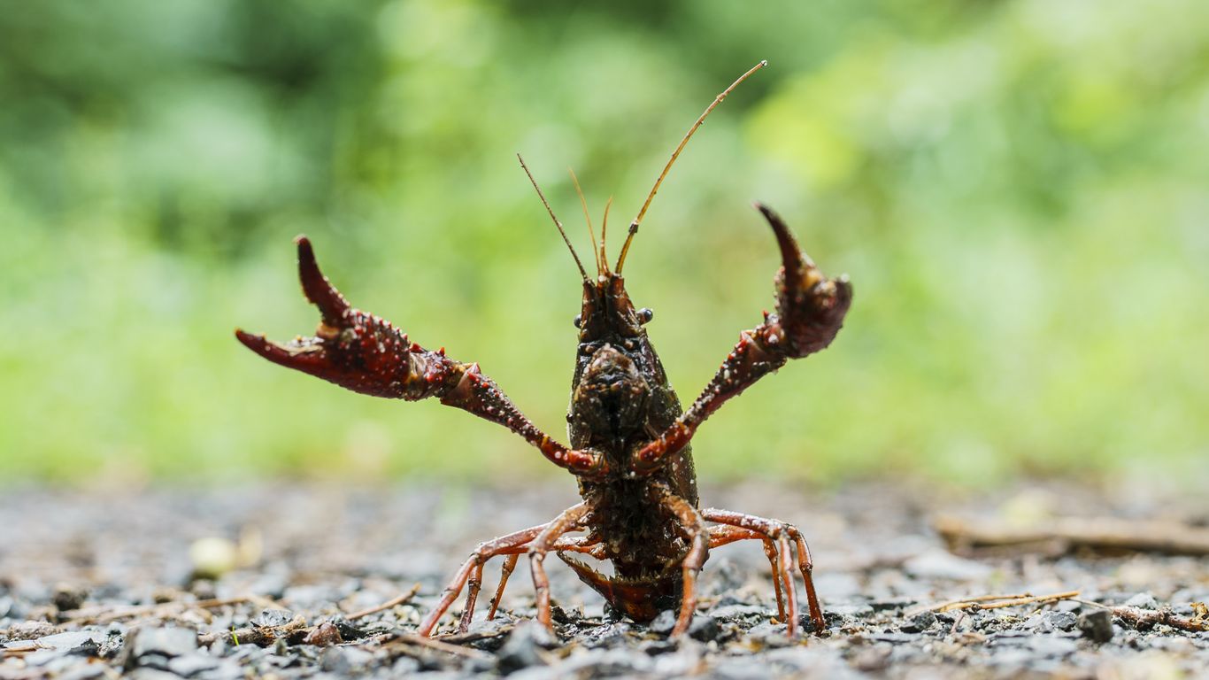 Red swamp crayfish are the clawed visitors appearing in Columbus backyards