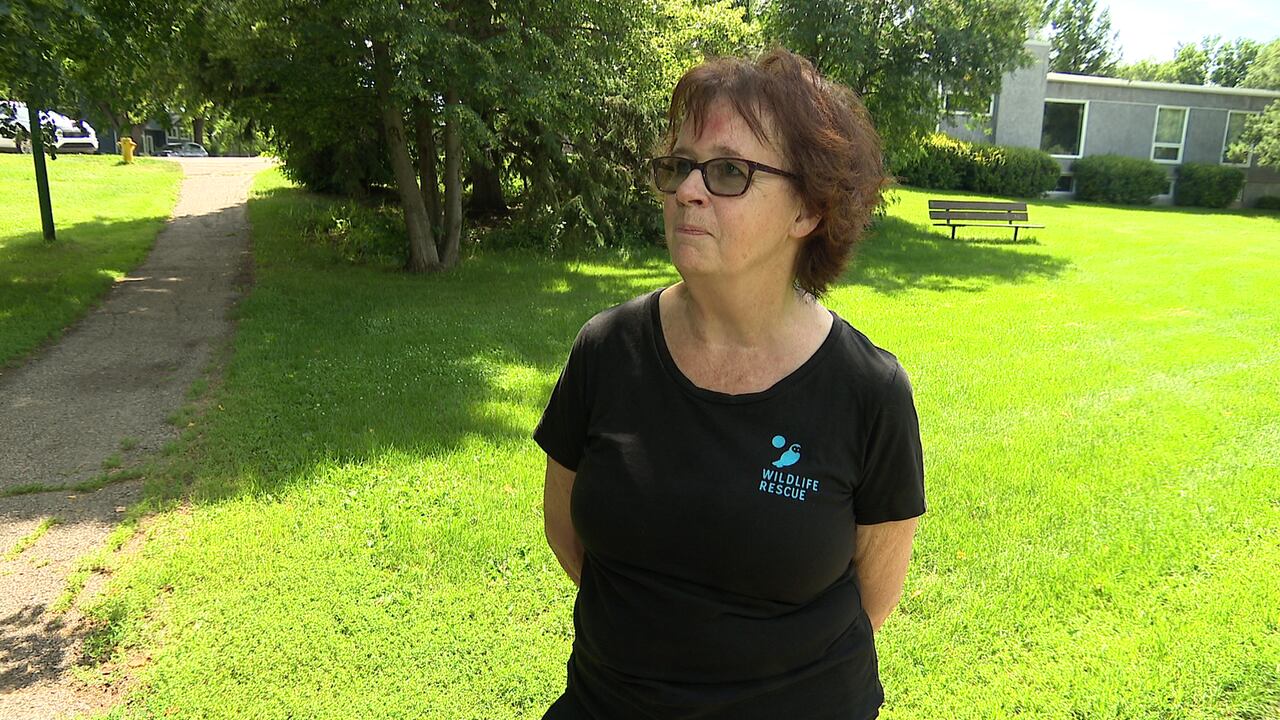 Saskatchewan's only veterinary college will stop treating wildlife ...