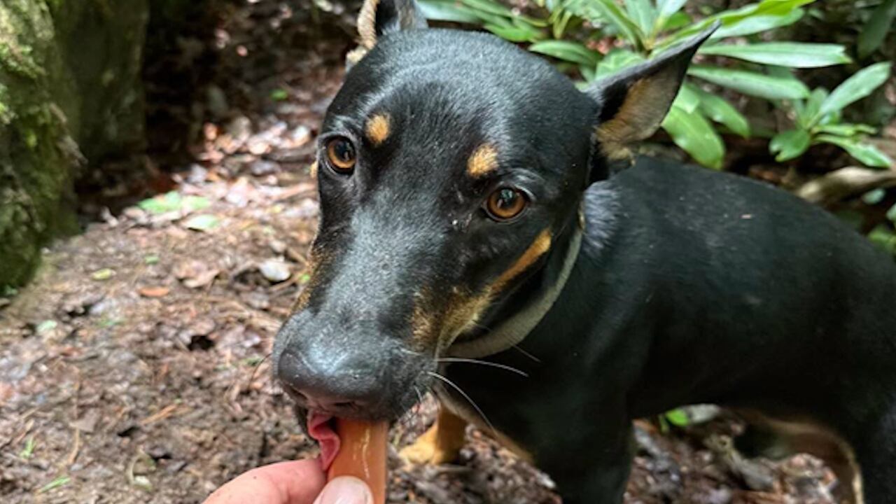 Dog Rescued From Cliff Ledge After Owner Heard Faint Barks