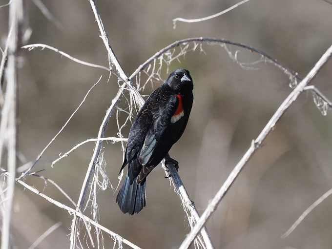 Tricolored Blackbird Framed By Winter White Dry Reeds