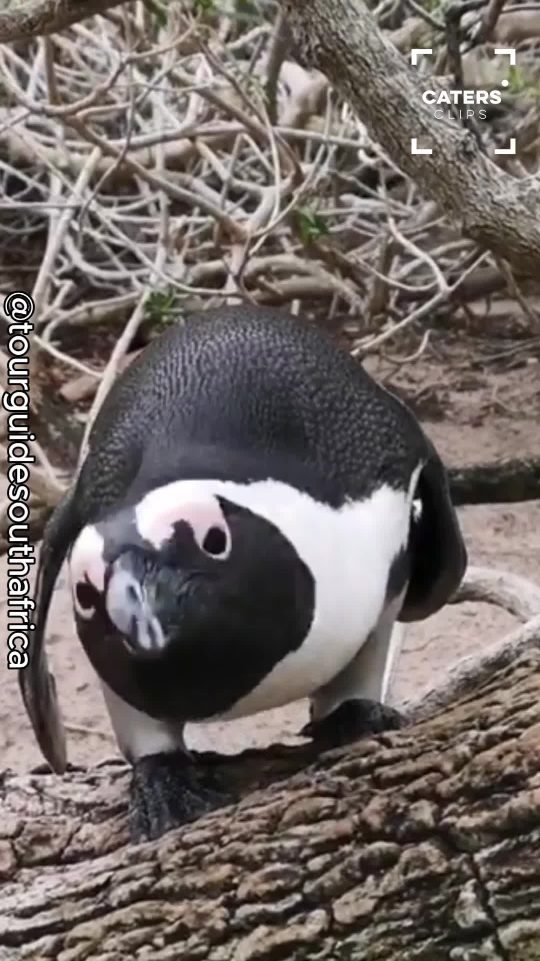 Rare close-up shows African penguins in their natural habitat