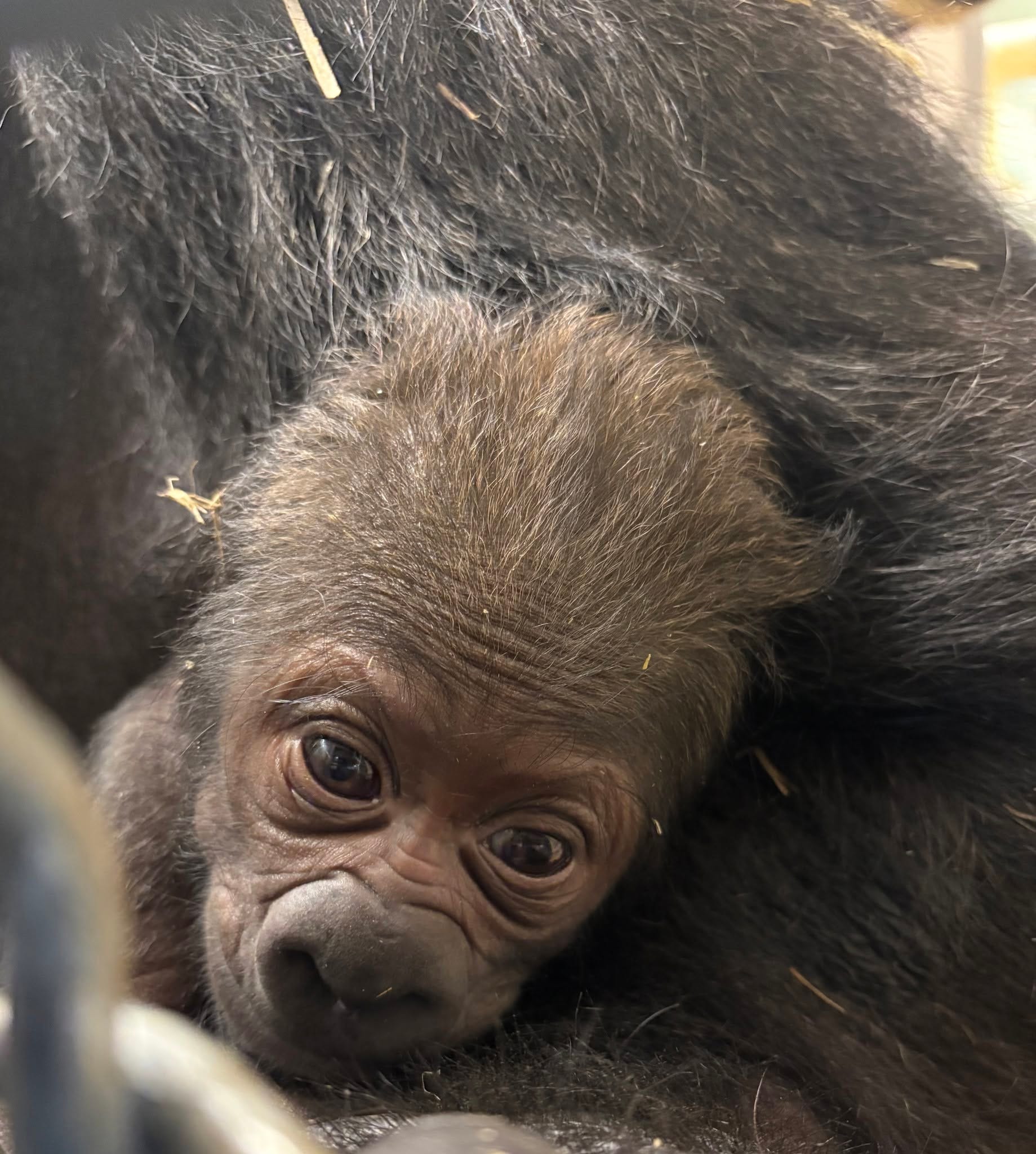 Detroit Zoo officials said a female gorilla was born on Sunday.