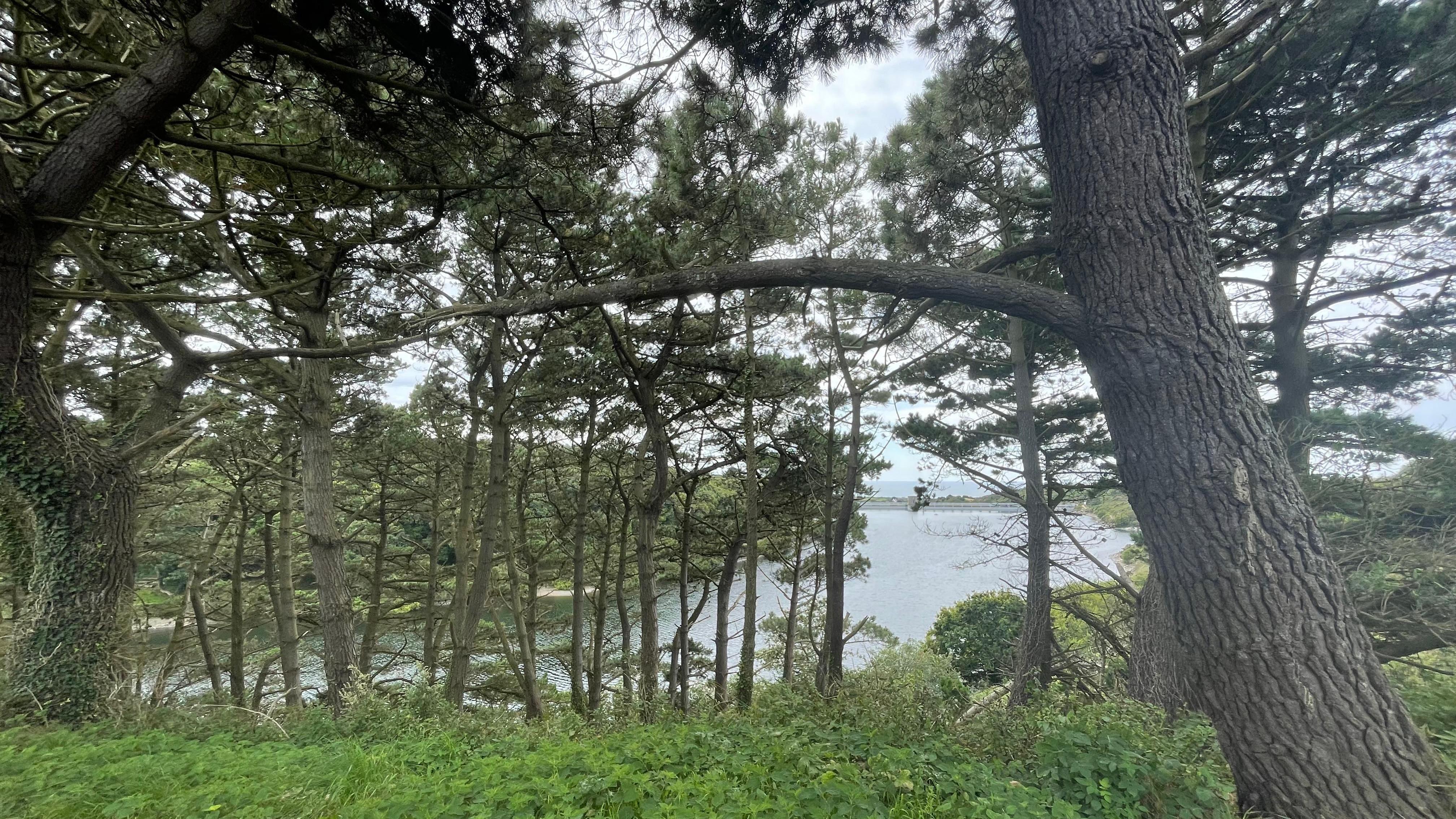 More trees to protect against climate change