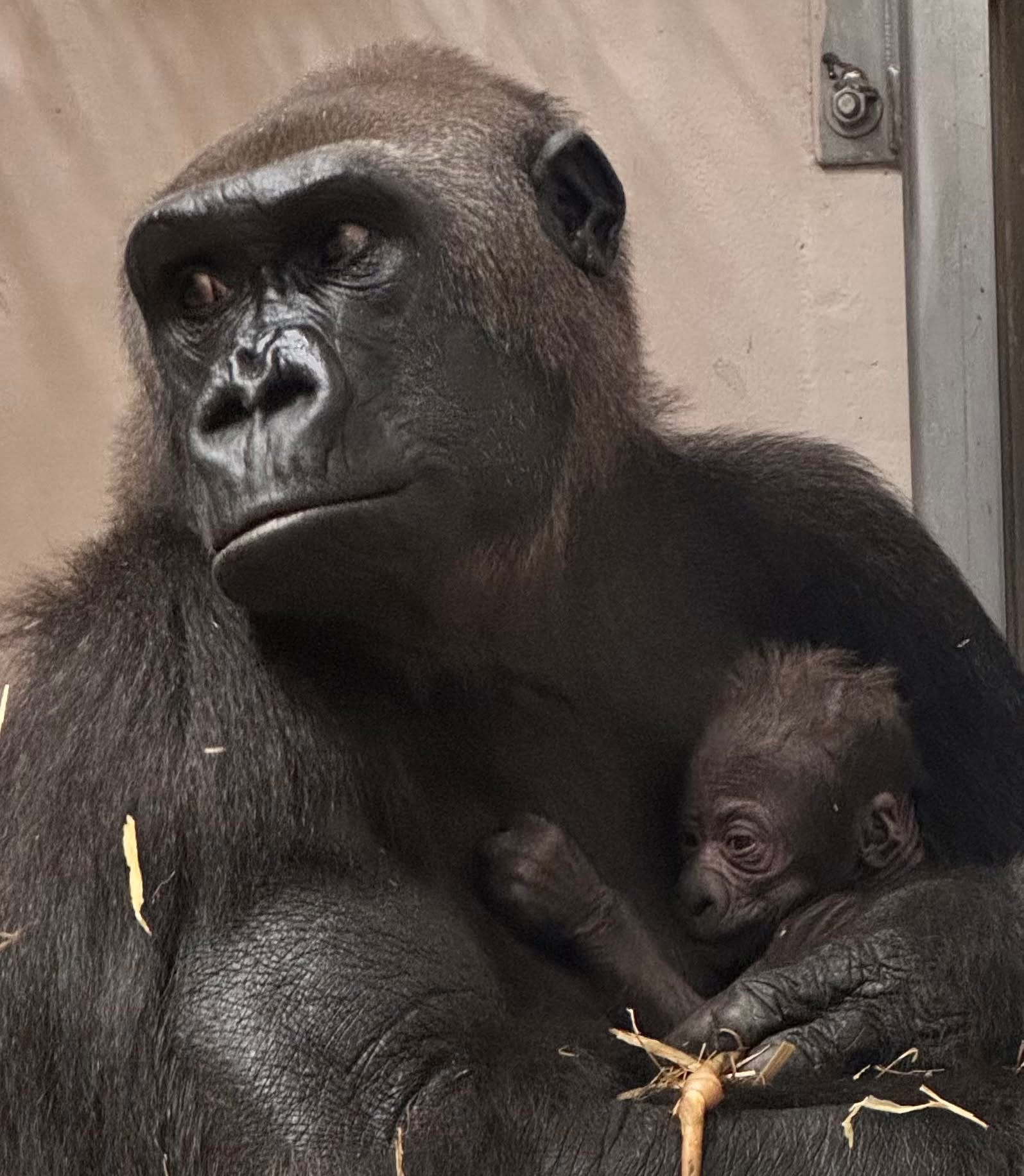 Detroit Zoo welcomes baby gorilla girl