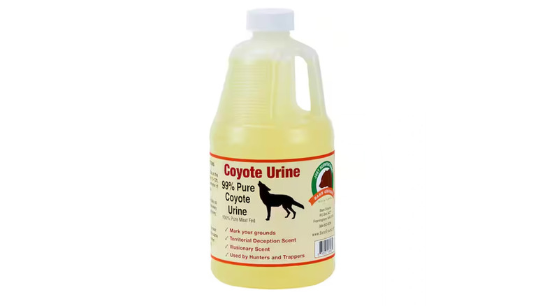 A plastic jug of 99% pure coyote urine.