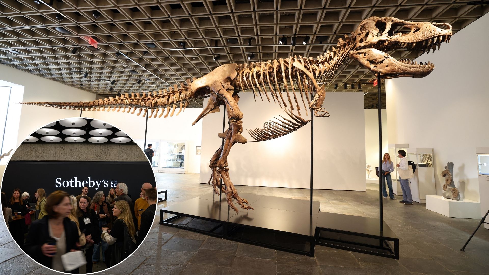 Rare T rex skeleton &laquo;Gus&raquo; sells for record $50.1 million at auction