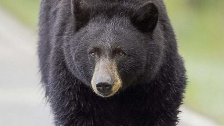 Person injured in reported bear attack in Boulder County