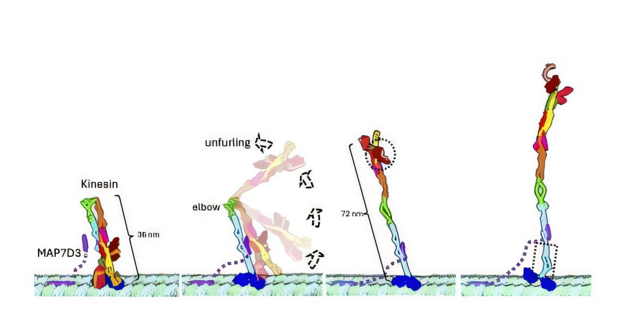 'Enchanted broomstick' protein walks on two stubby legs to keep our nerve cells alive