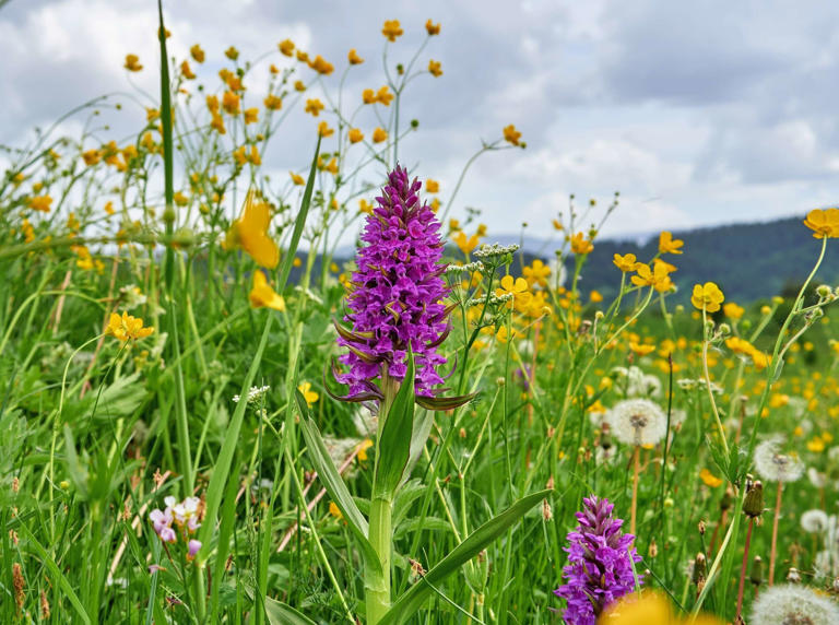Britain left a five-acre farm without crops or new seeds; 15 years ...
