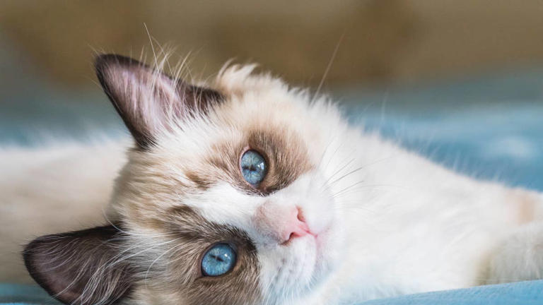 Ragdoll cat's reaction at the groomer is so unexpected, people say his ...