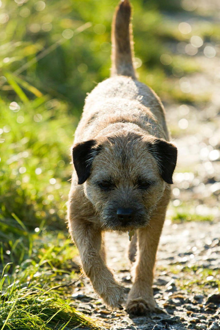 Border terriers have a big personality in a small package — here's what ...