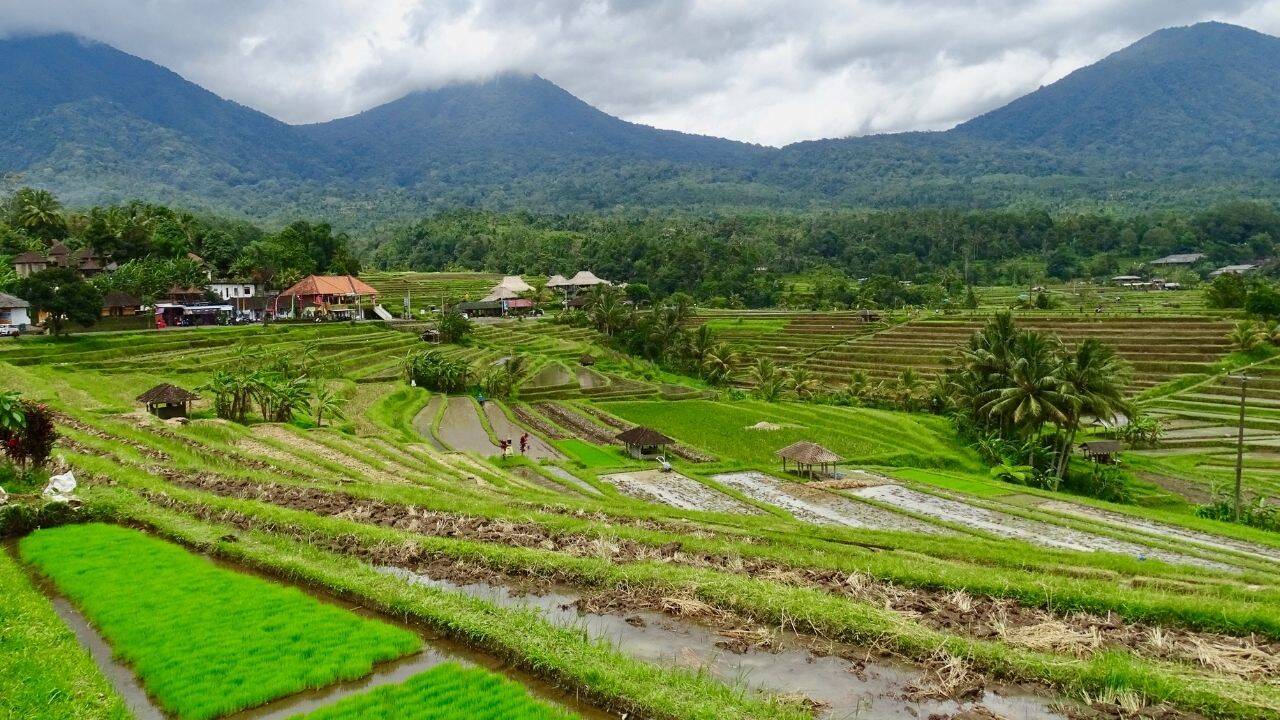 Bali’s 1,000-year-old rice fields once worked as a giant water system ...