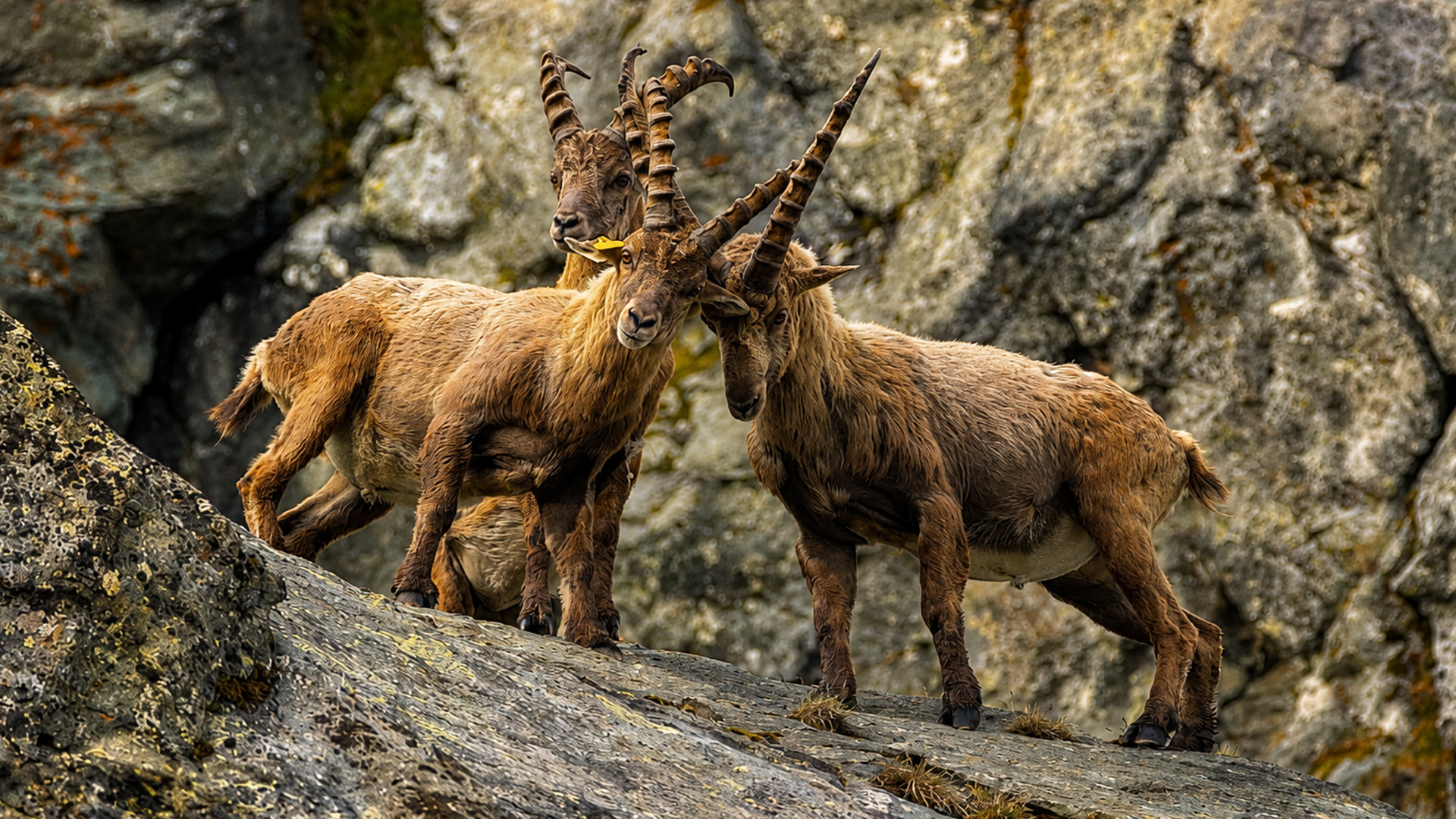 A remote cliff camera recorded one of nature's greatest climbers