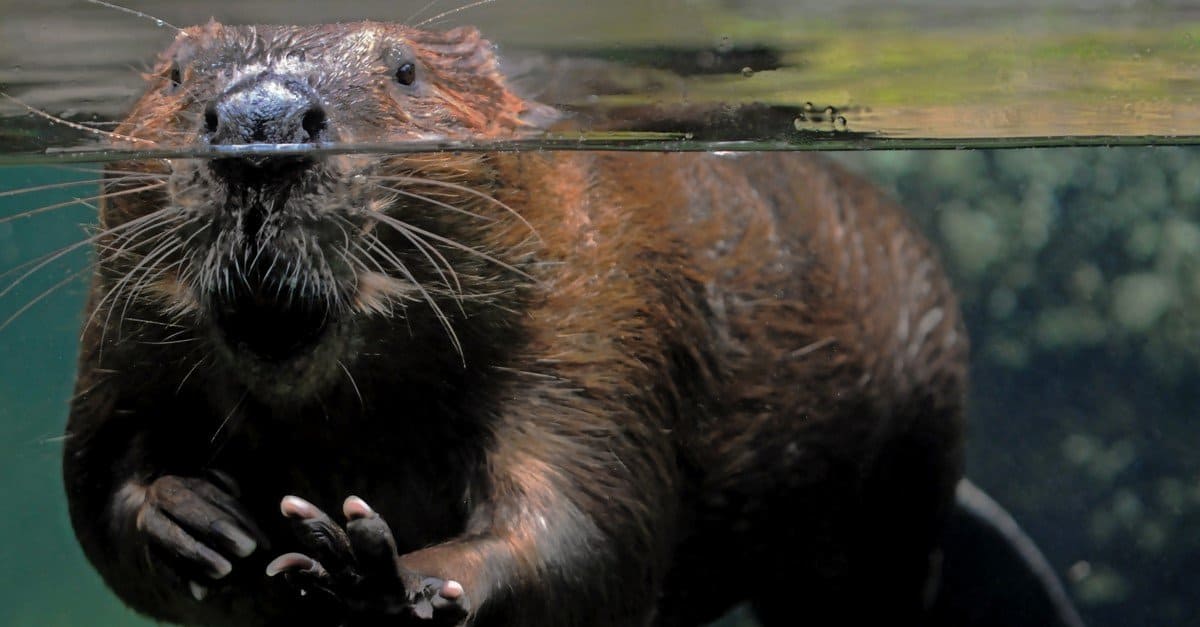 Beavers Don’t Live in Their Dams, So Where Do They Sleep?