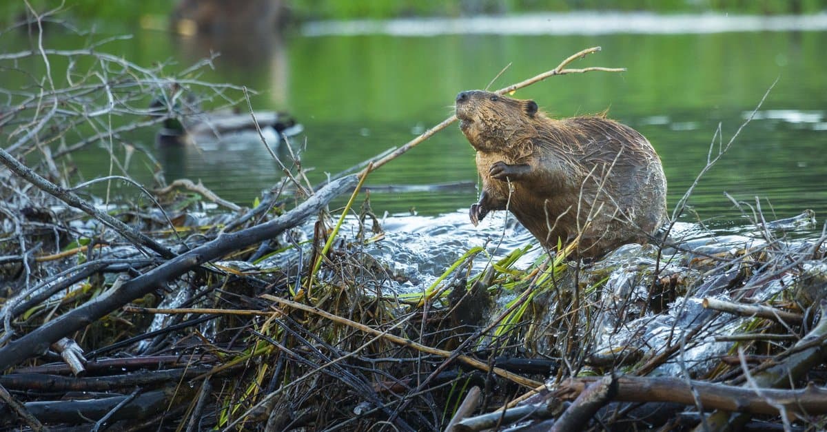 beaver on a dam