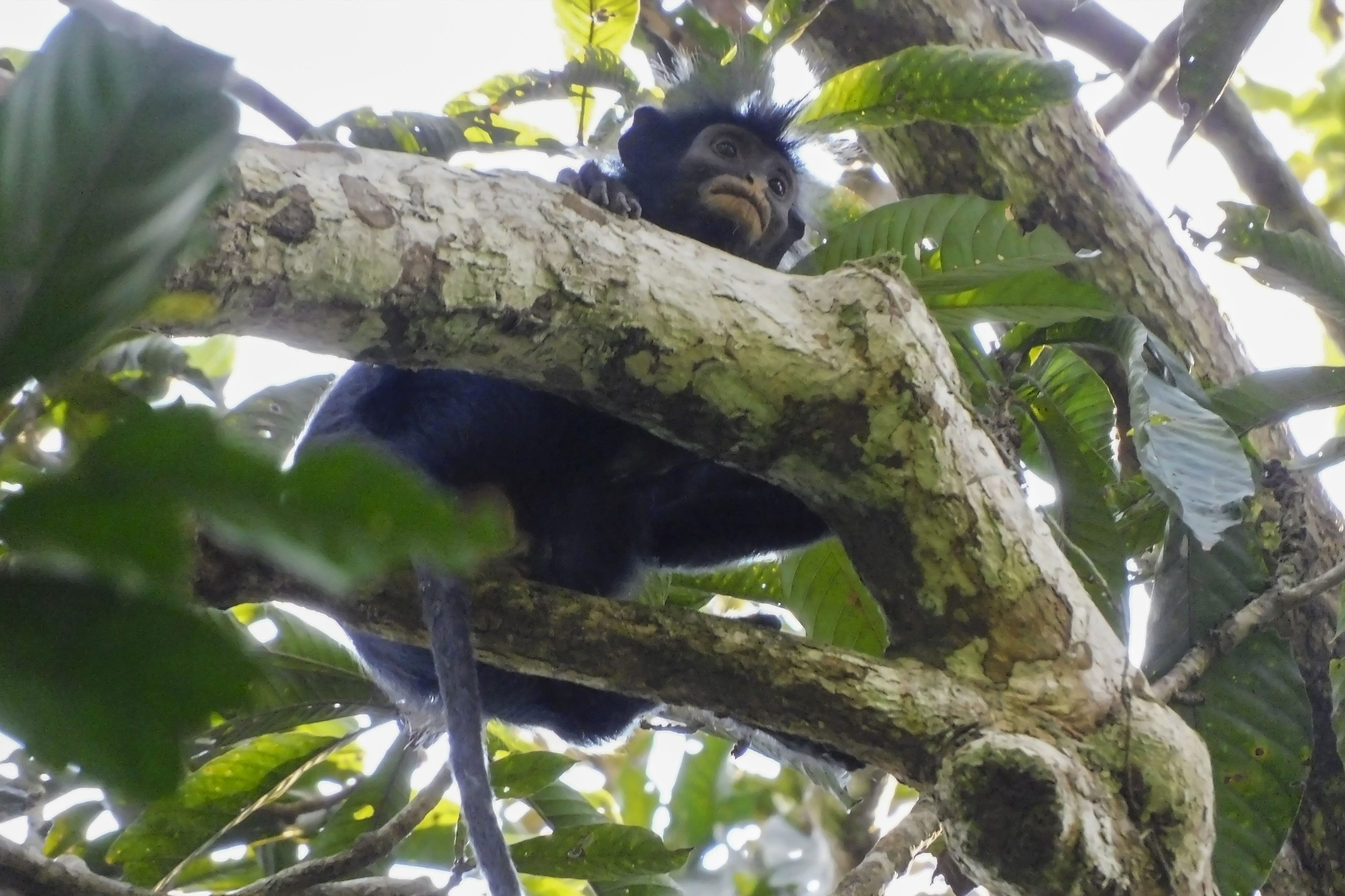 How scientists tracked down a new monkey species in the Congo rainforest
