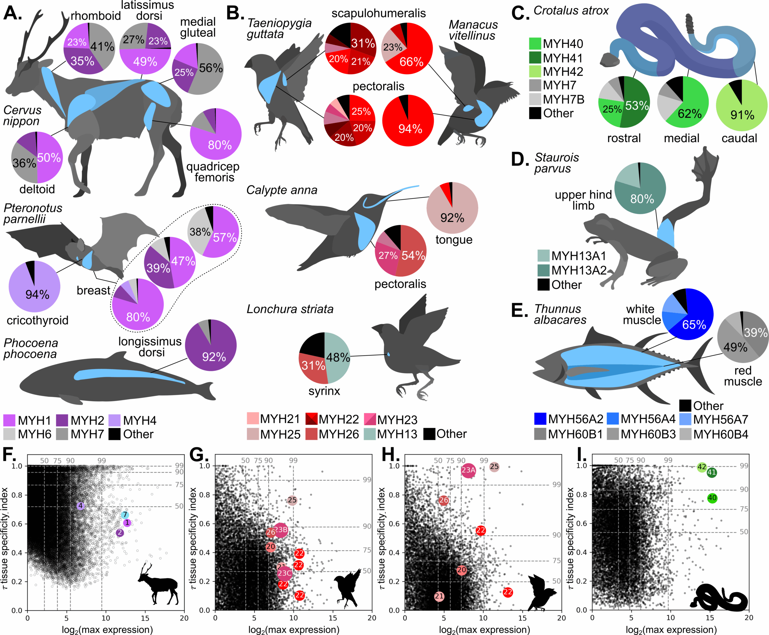 MYH genes show variable expression in muscles across vertebrates. (CREDIT: Proceedings of the Royal Society B)