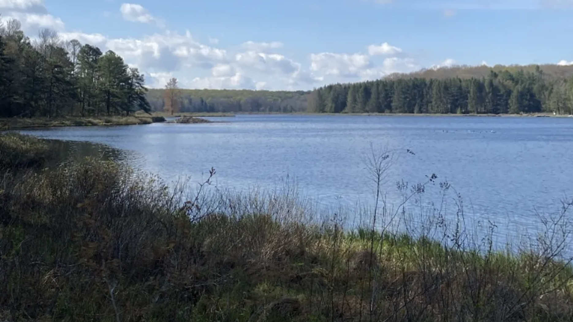 Tall grass opens up to a large, tree-lined lake in Pennsylvania.