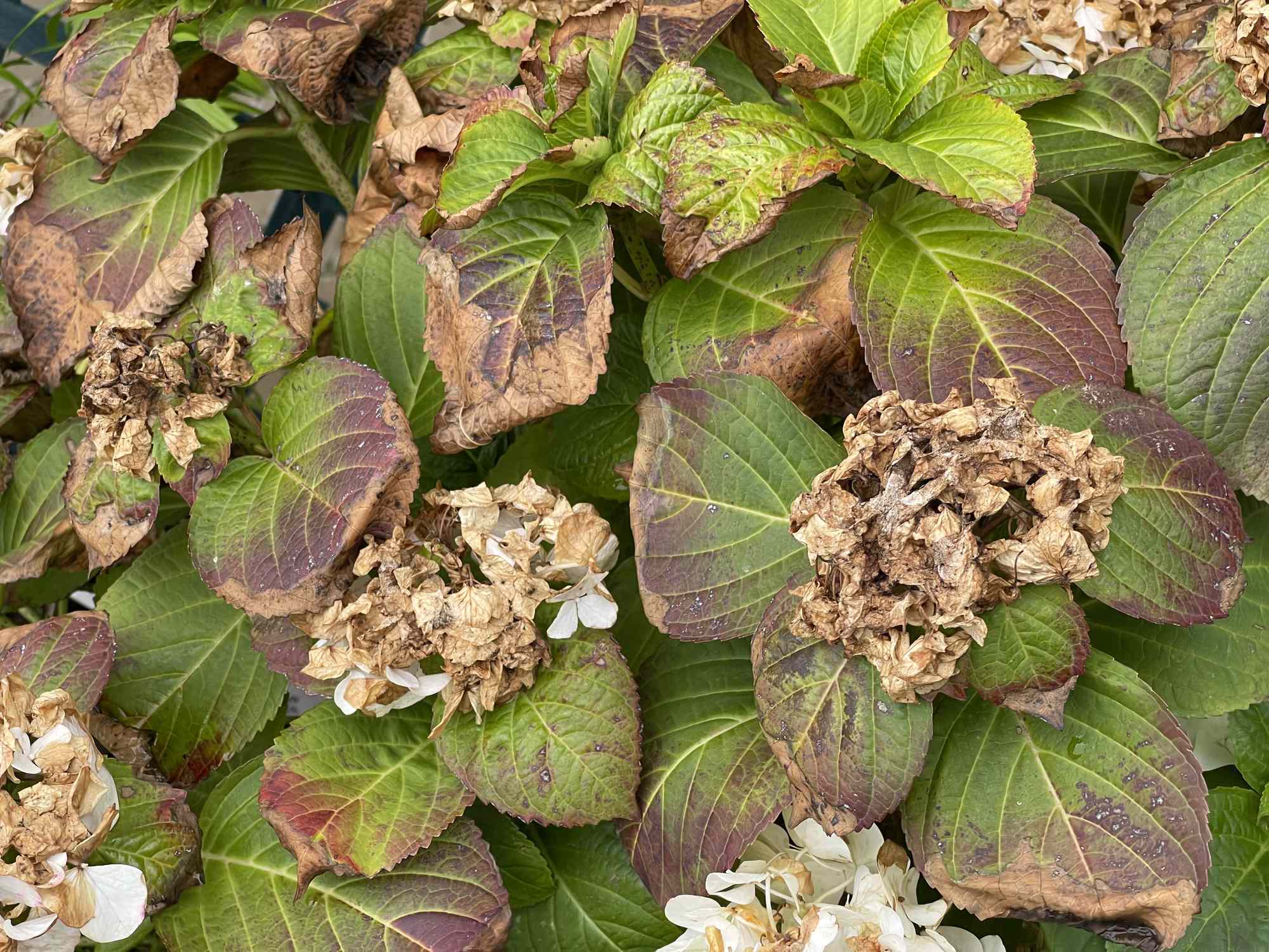 Struggling hydrangeas? Here’s how to revive near-dead plants before it’s too late